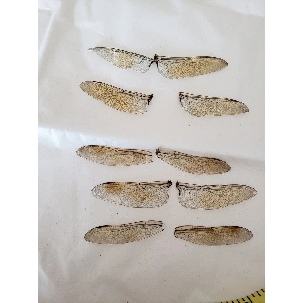 Dragonfly Wings Real Wings 15 Wings Potion Bottle Apothecary Witchcraft Potion